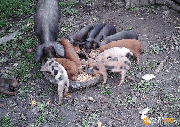 purcei foarte bine ingrijiti