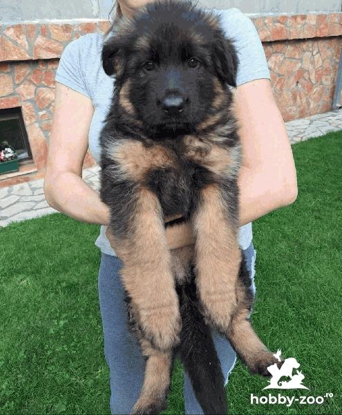 Ciobănesc german cățeluși