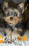 catelusi yorkshire terrier de vanza