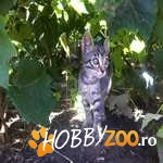 ofer spre adoptie pisoias adorabil 