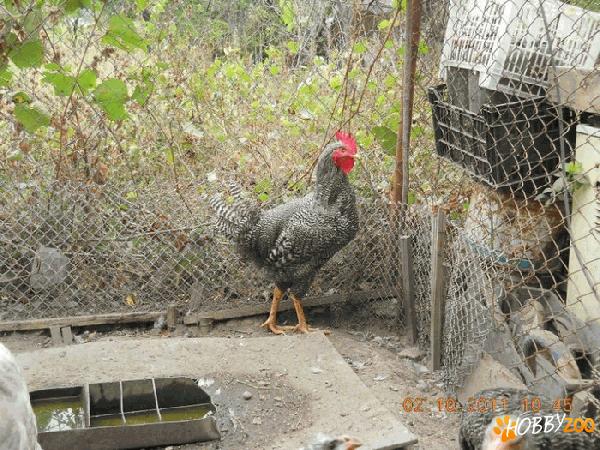  plymouth barat si alb