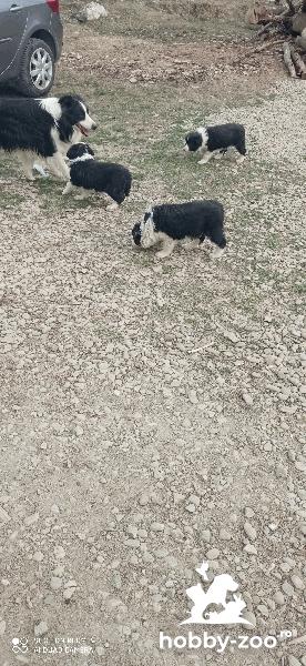 Vând pui Border Collie