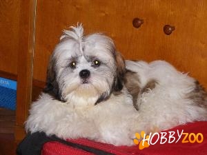 bichon havanez pui de calitate