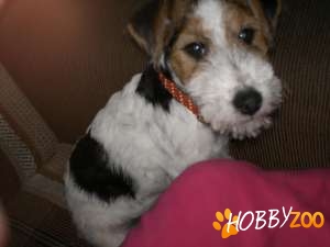 ofer spre adoptie fox terrier 