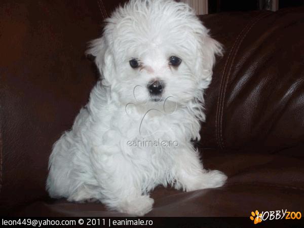 BICHON MALTESE 700 RON