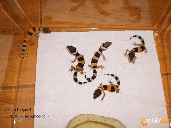 Vand Reptile,tarantule,hrana
