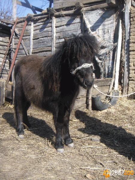  vand ponei shetland