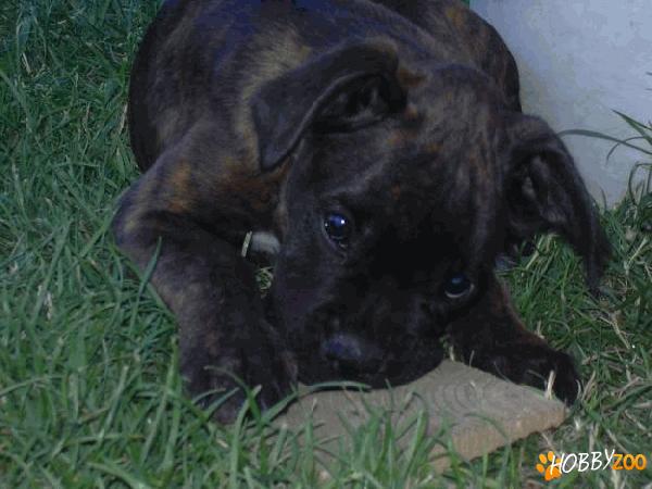 Vindem catei boxer