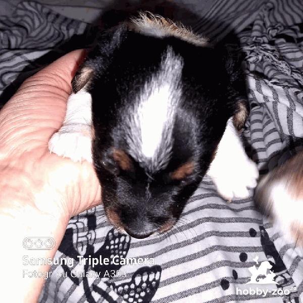 Jack Russell puri tricolori (mini)