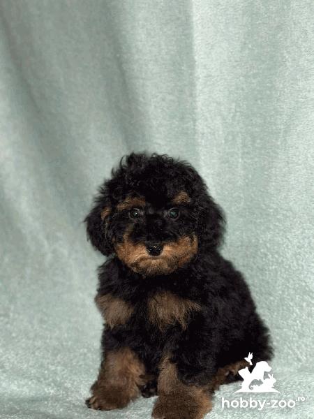 Black & Tan Caniche Toy