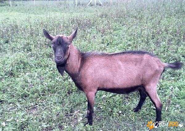 tap rasa Alpina Franceza de 2 ani