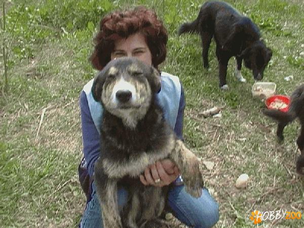 IUBITORILOR OFER CIINI SPRE ADOPTIE