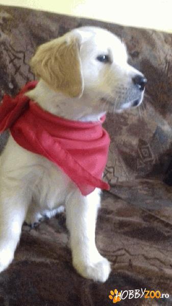 Golden Retriever pui