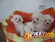 Catelusi Bichon Maltese  de vanzare