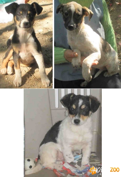 Metisi Jack Russell terrier, adopti