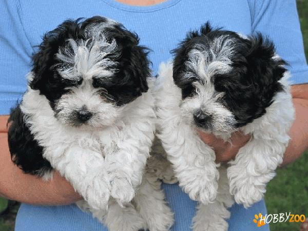 Vand pui Bichon Havanez