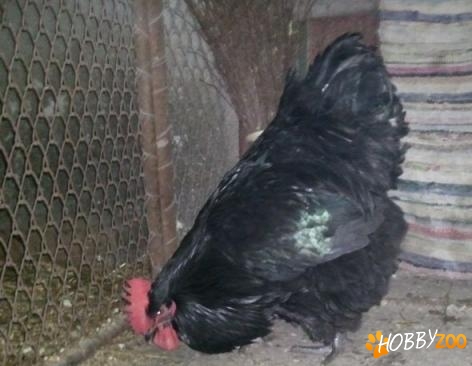 orpington negru minorca wyandotte argint