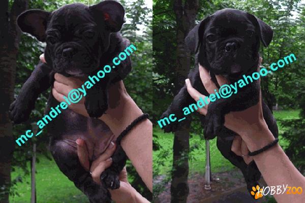 BULLDOG FRANCEZ CU PEDIGREE