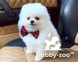 Pui Pomeranian albi minunați