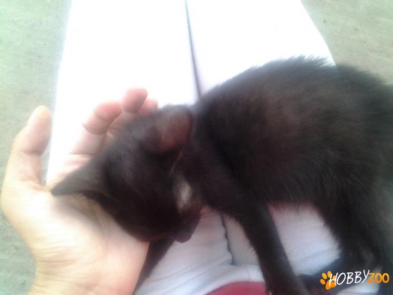 adoptie motanel negru