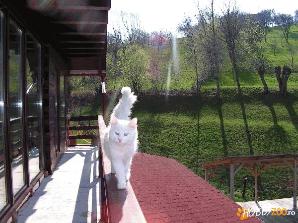 vand motanel alb angora turceasca