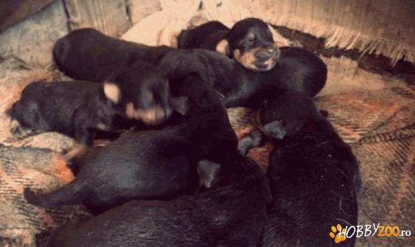 rottweiler masculi femele rasa pura