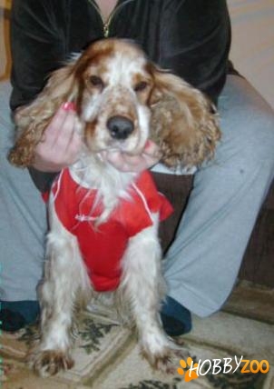 gasit caine rasa cocker