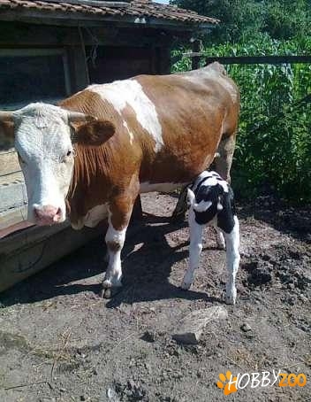 vaca rasa pura cu vitea 