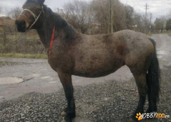 iapa 6 ani 600 kg   