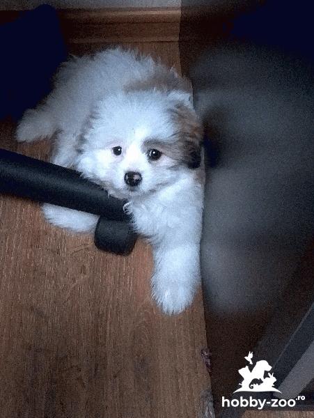 Vand urgent pomeranian 