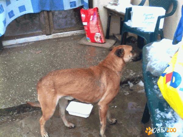 amstaff maron mascul Panelimon