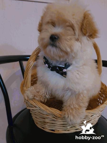 Maltipoo catelusi de vanzare