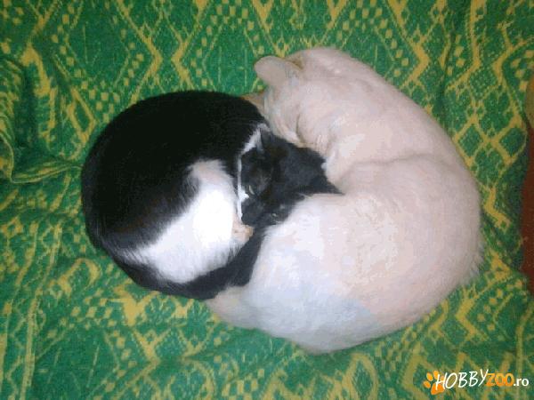 Pereche de pisici spre adoptie