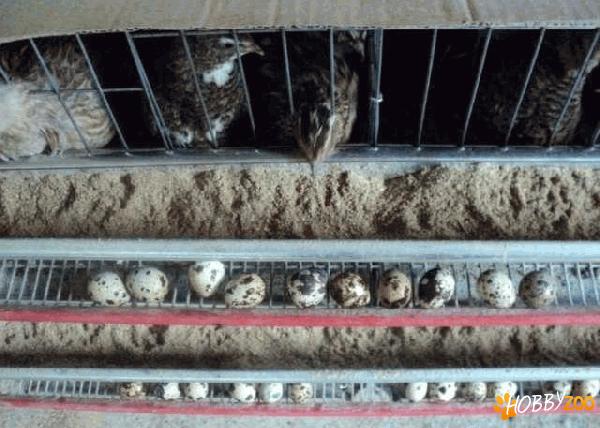 oferta prepelite ouatoare