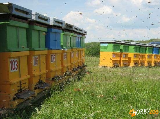 familie albine rame la alegere