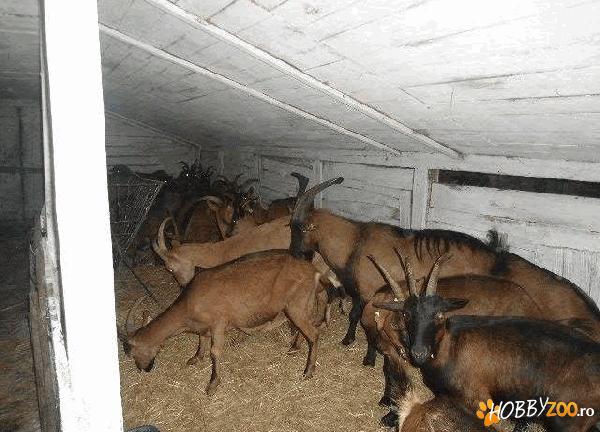 capre de lapte tinere
