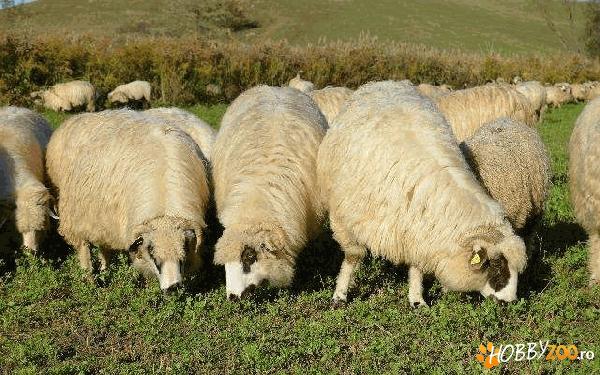 turma oi turcane pe alese