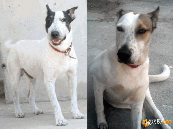 Metisi bull terrier spre adoptie
