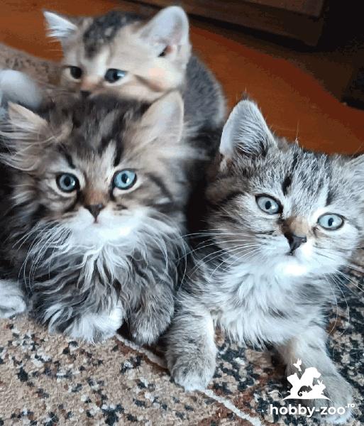 Pisoi Britani longhair și shorthair