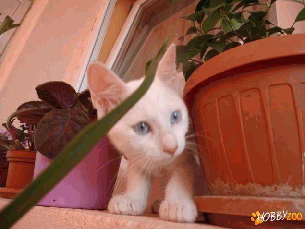 pisoi rasa angora turceasca