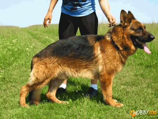 Prenotari pui de ciobanesc german 