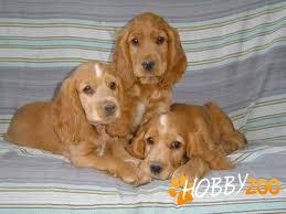 Vand pui Coker Spaniol