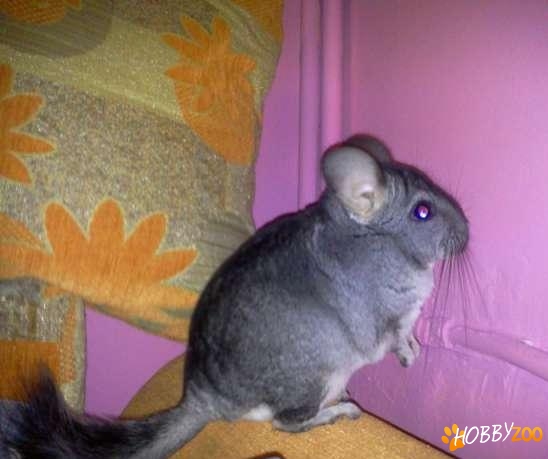 chinchilla deosebita frumoasa