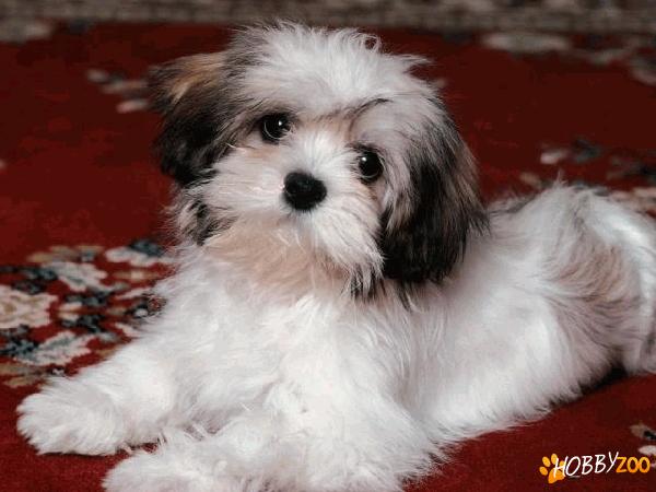 bichon havanez buzau