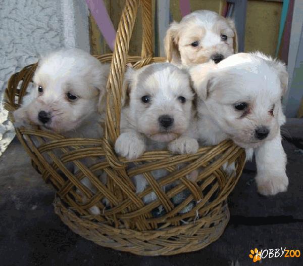 vand pui bichon 80 euro oferta