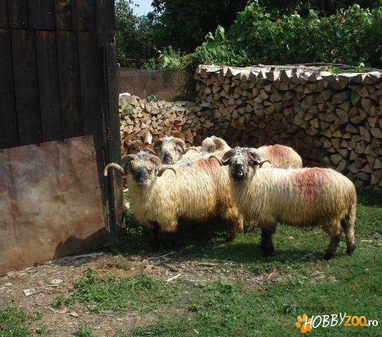 oi turcane din zona Fagarasului