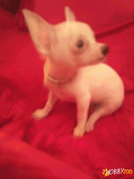 CHIHUAHUA TOY