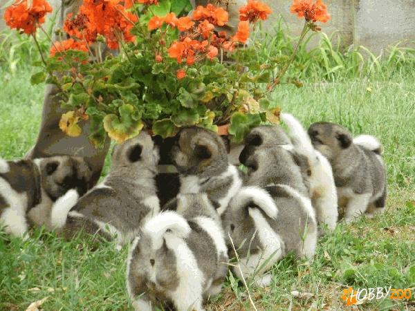 Vand pui de rasa  Akita American