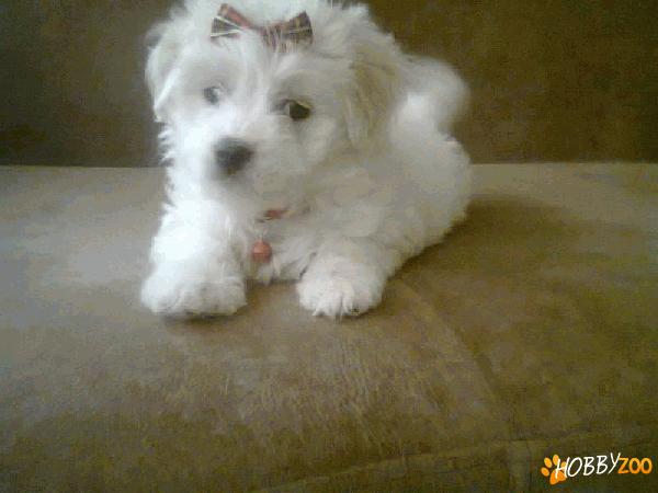 bichon malteze