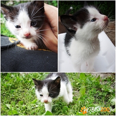 Ofer spre adoptie motanel metis alb
